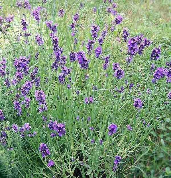 Lavender