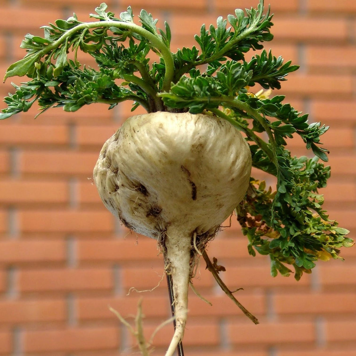 Maca
