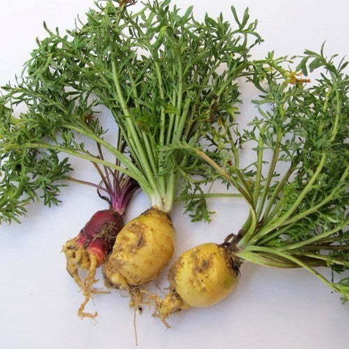 Maca