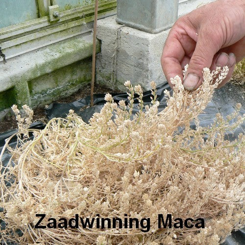 Maca