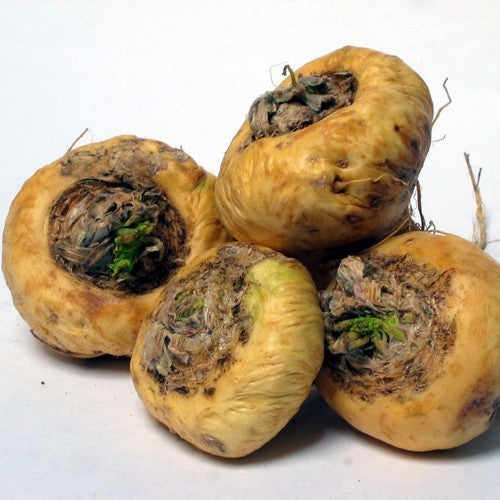 Maca