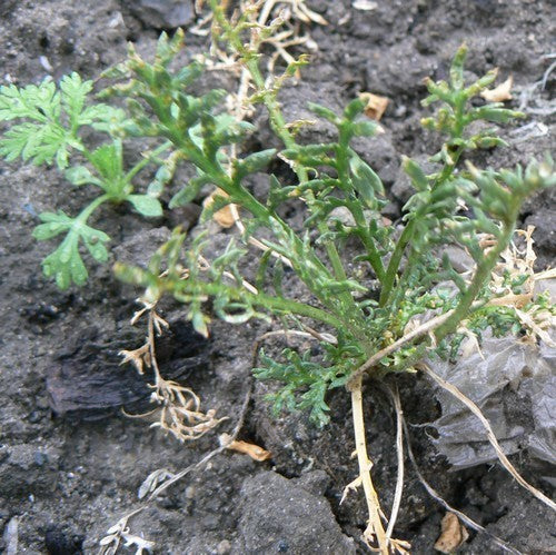 Maca