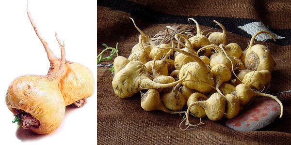 Maca