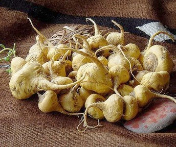 Maca
