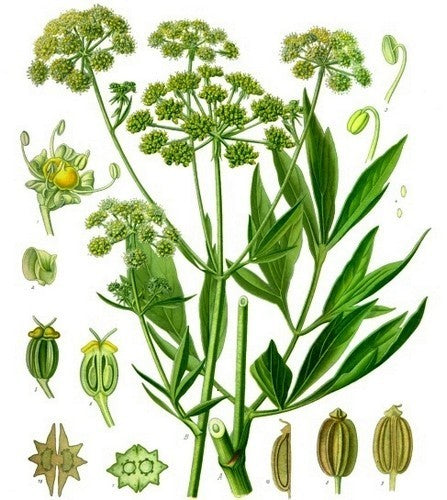 Lovage