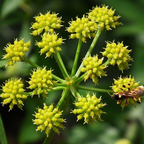 Lovage