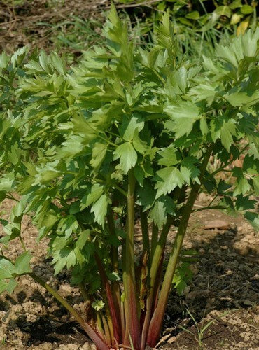 Maggikruid