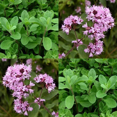 Marjoram