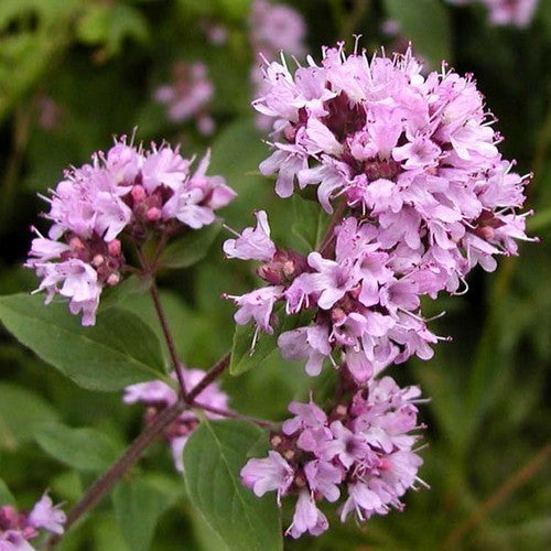 Marjoram