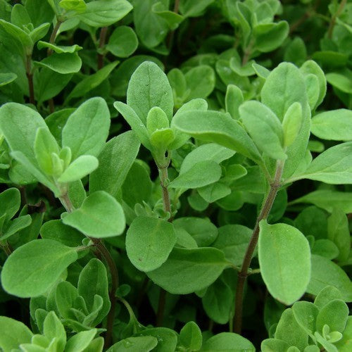 Marjoram