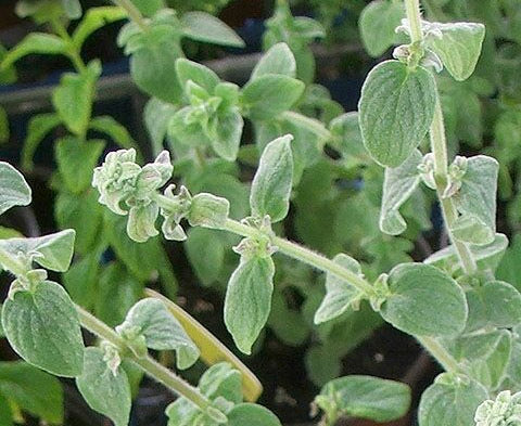 Majoraan Syrische 'Zaatar'
