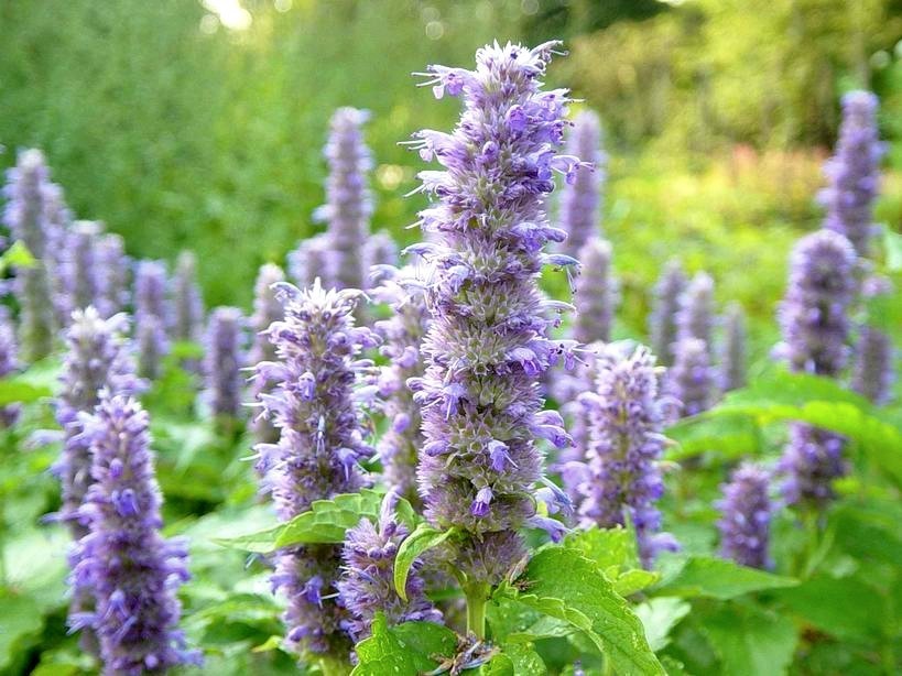 Mexicaanse Mint, Blauwe 'Lavender Spikes'