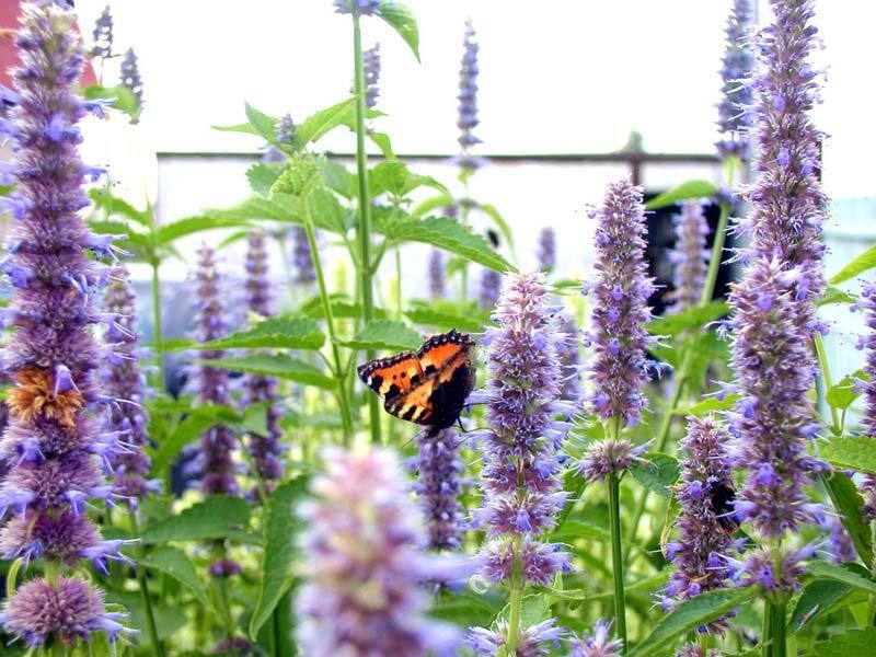 Mexicaanse Mint, Blauwe 'Lavender Spikes'