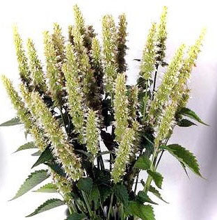 Mexicaanse Mint, Witte 'White Spikes'