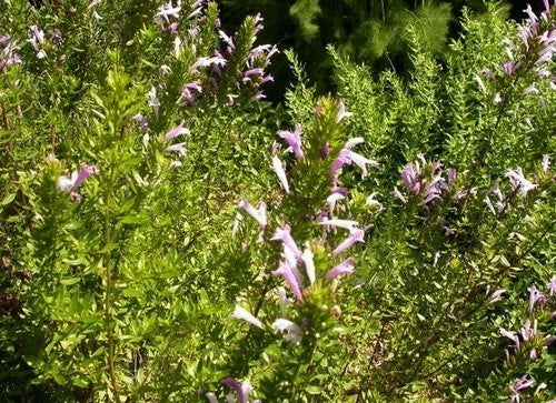 Mexican Bush Oregano