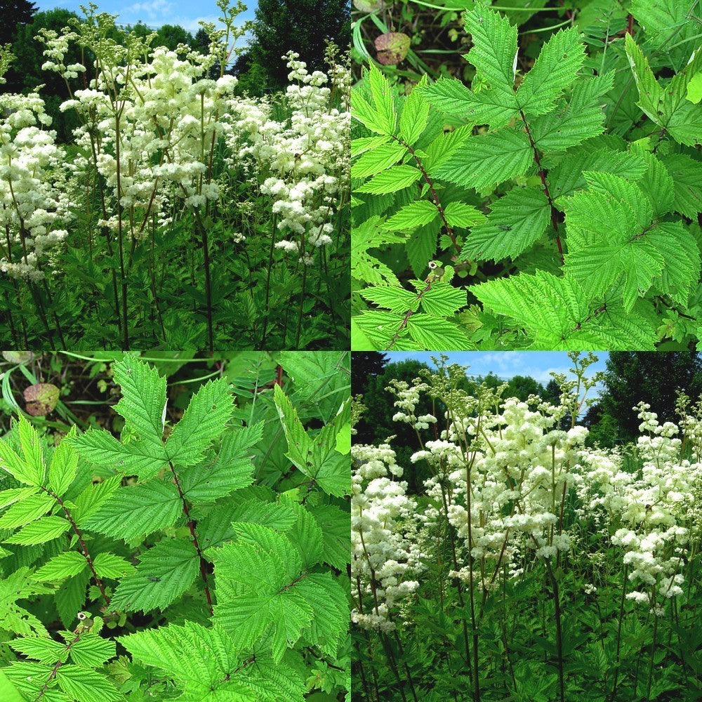 Moerasspirea