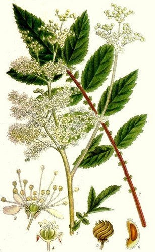 Moerasspirea
