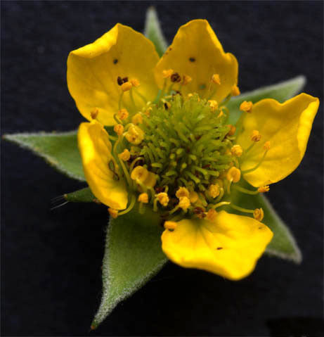Nagelkruid, Gewone