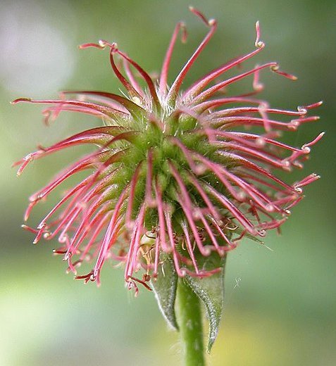 Nagelkruid, Gewone