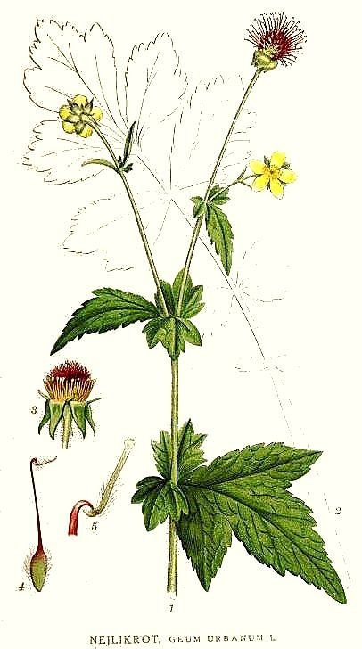 Nagelkruid, Gewone