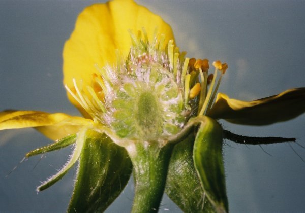 Nagelkruid, Gewone