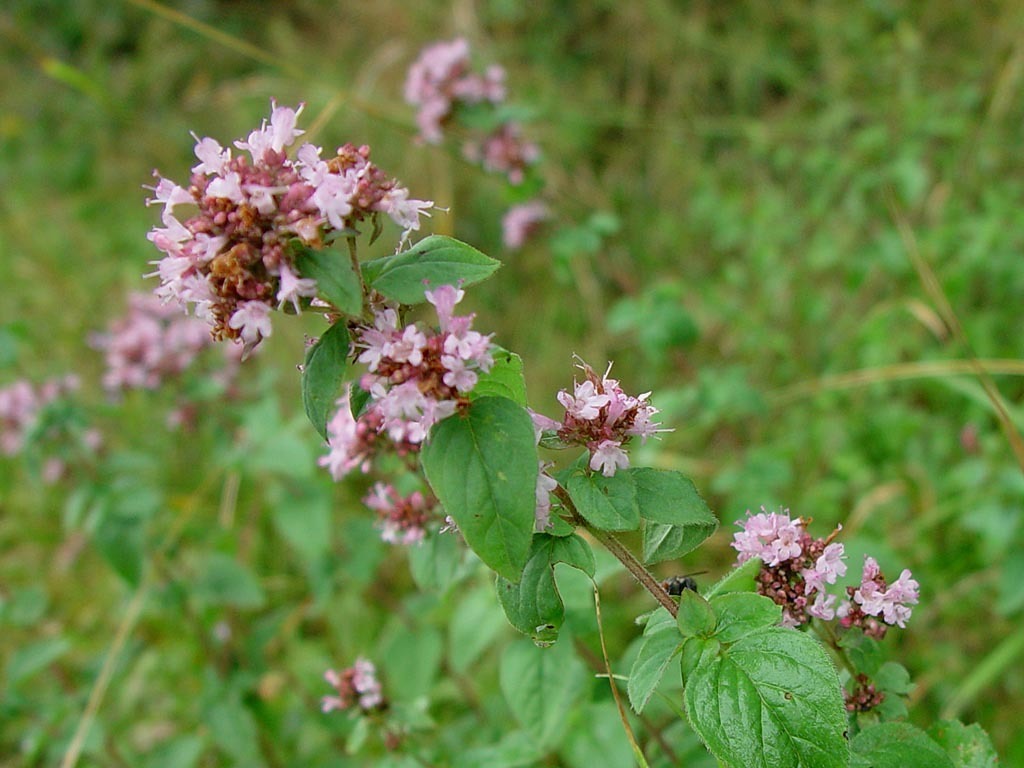 Oregano