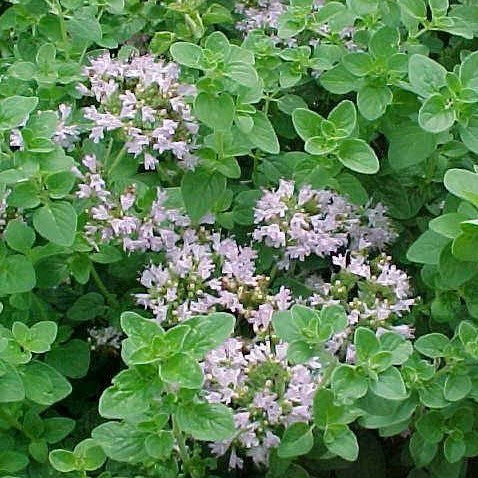 Oregano