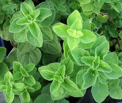 Oregano, Griekse