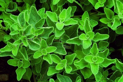 Oregano, Griekse