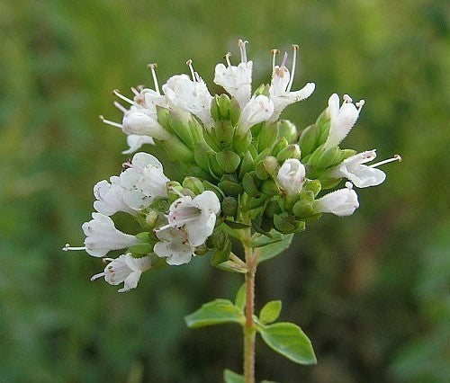 Oregano, Griekse