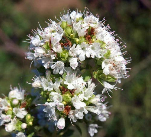 Oregano, Griekse