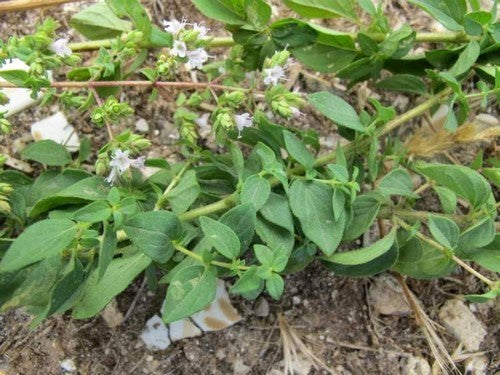 Oregano, Griekse