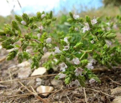 Oregano, Griekse