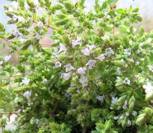 Oregano, Griekse