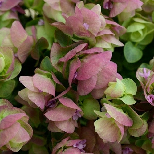 Oregano, Hops 'Kirigami'