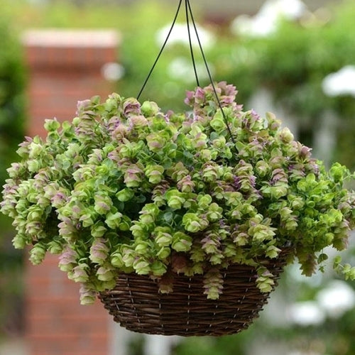 Oregano, Hops 'Kirigami'