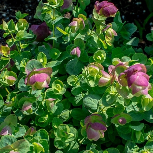 Oregano, Hops 'Kirigami'