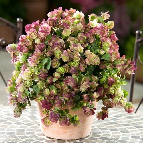 Oregano, Hops 'Kirigami'