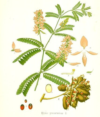 Paternosterboontje