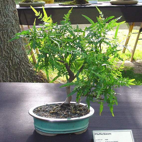 Peperboom, Japanse