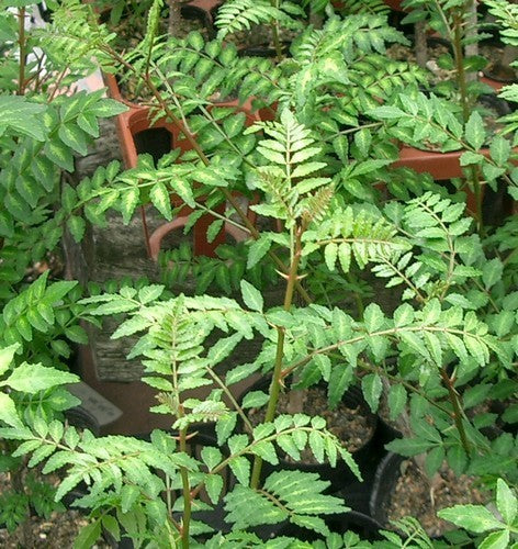 Peperboom, Japanse