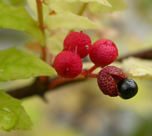 Peperboom, Japanse