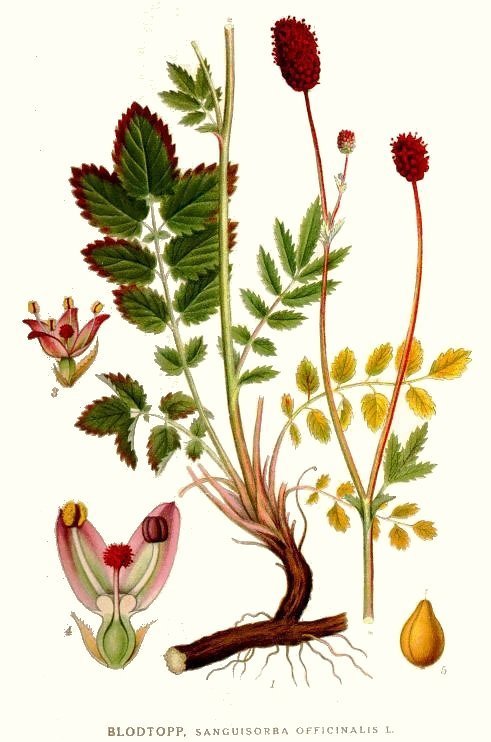 Pimpernel, Grote