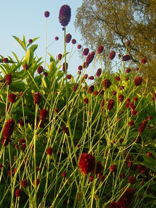 Pimpernel, Grote