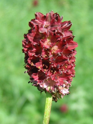 Pimpernel, Grote