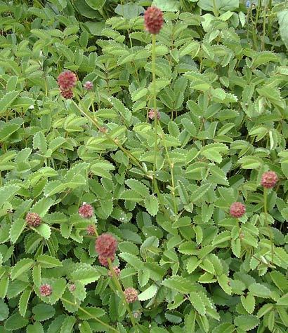Pimpernel, Grote