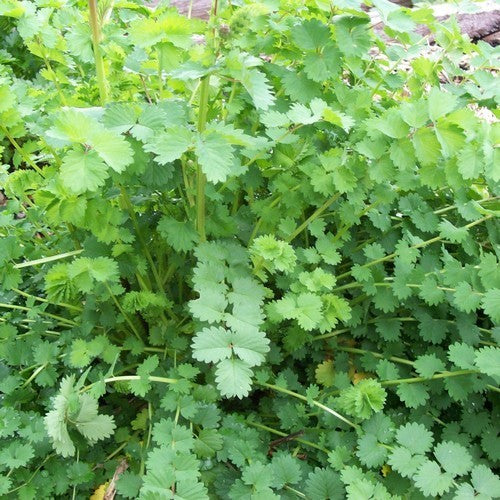 Pimpernel, Kleine
