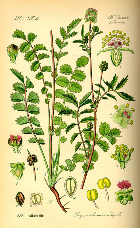 Pimpernel, Kleine
