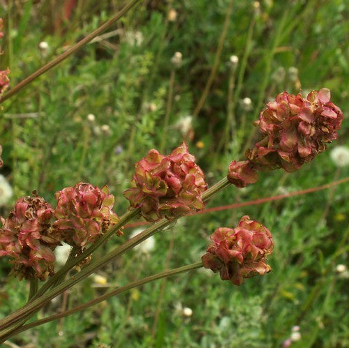 Pimpernel, Kleine