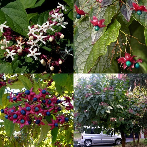 Pindakaasboom